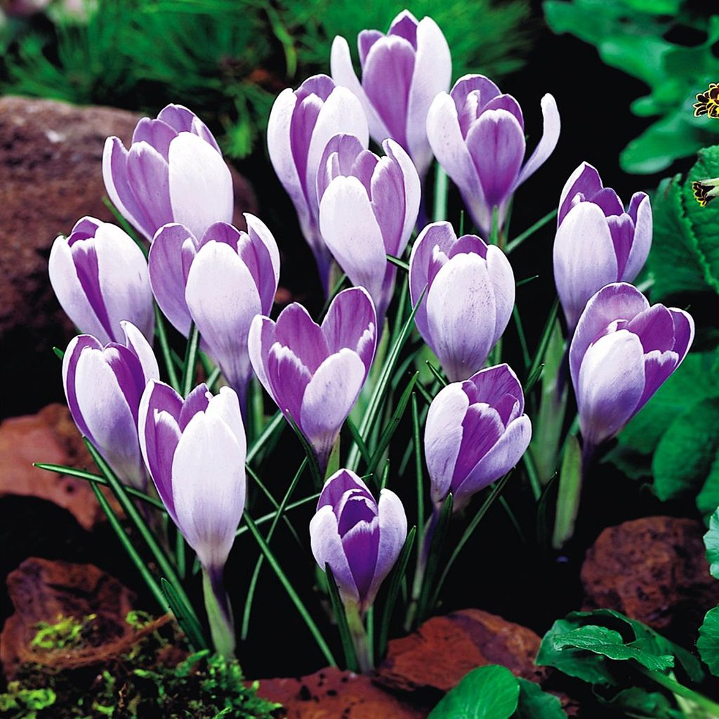 Bulbes de fleurs Bulbes de fleurs Crocus Crocus printanier Image du produit 