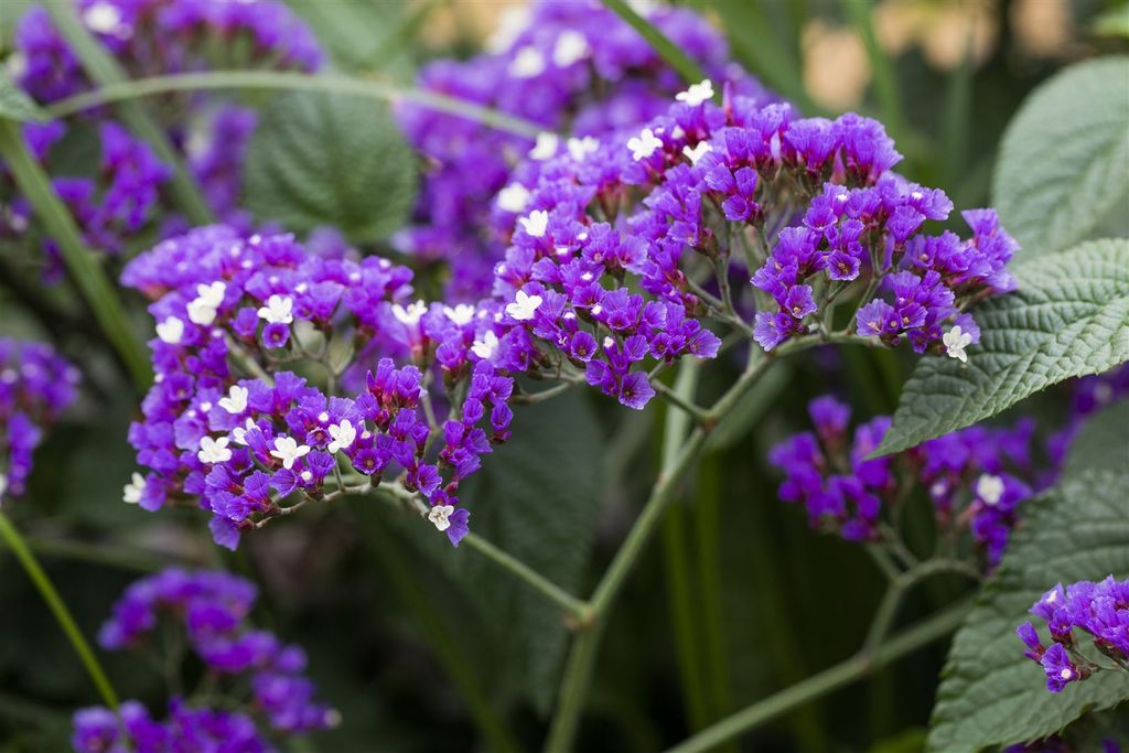 Limonium latifolium, Meerlavendel, blauviolett, ca. 9x9 cm Produktbild 