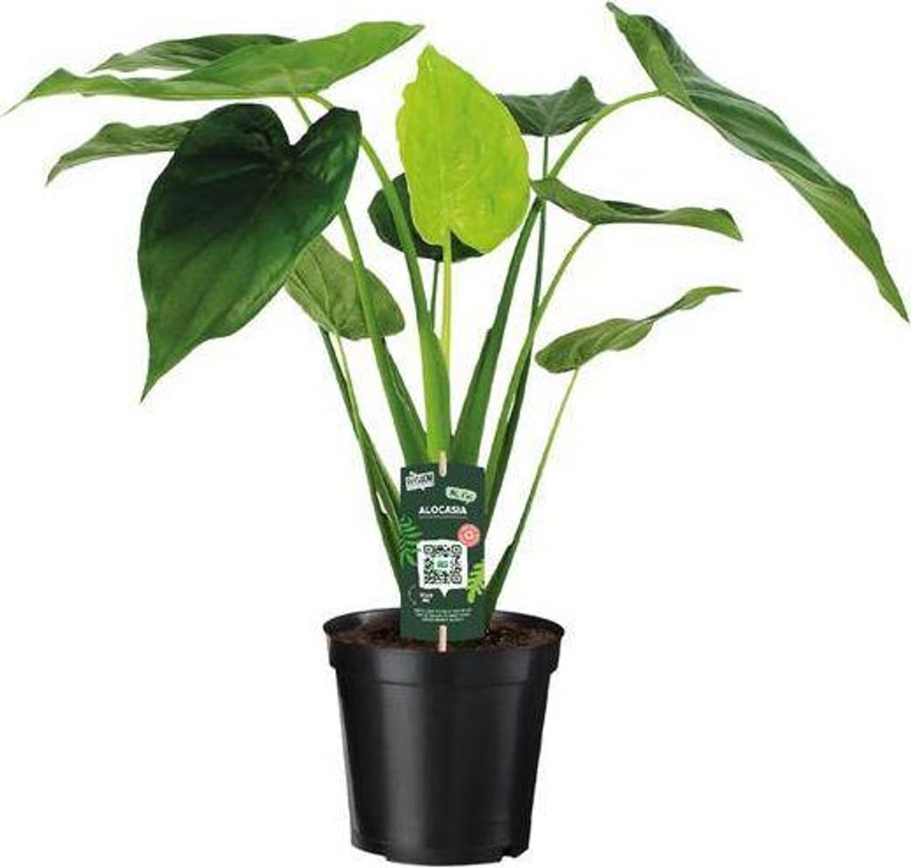 Alocasia Cucullata Elefantenohr 55cm tropische Zimmerpflanze mit großen Blättern