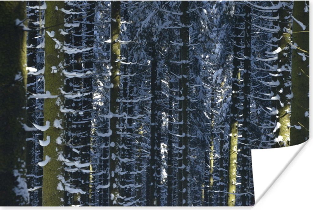 MuchoWow Poster Schöne Winterkoniferen in den Ardennen 120x80 cm - Bilder