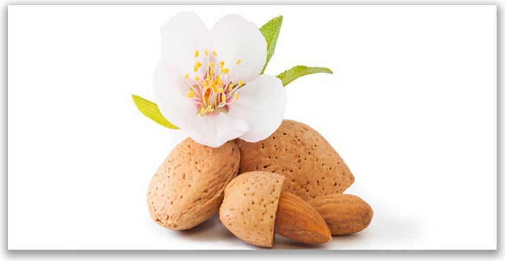 Tulup Leinwand-Bilder 120x60 Wandbild Canvas Kunstdruck Blume Pistazien Pflanzen