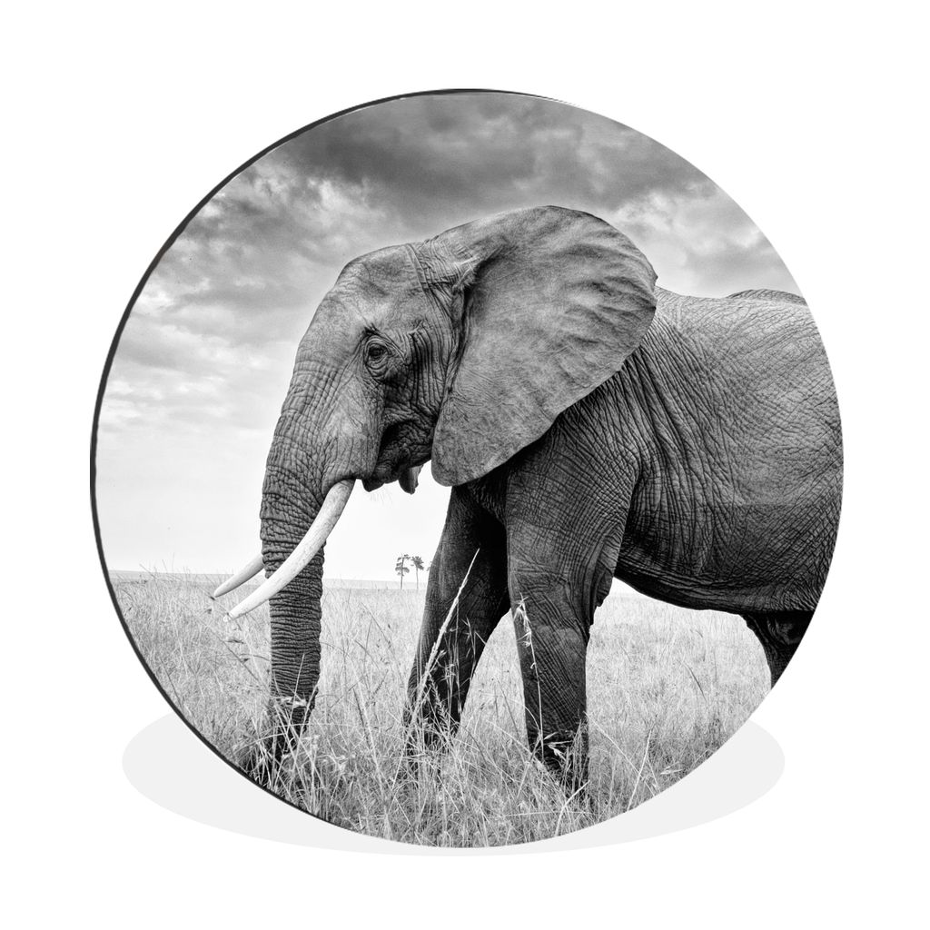 MuchoWow Aluminium Wandkreis Elefant - Gras - Tiere - Schwarz und weiß Ø 90 cm Wanddeko Modern Wohnzimmer - Mauerkreis - Wandbilder - Runde Bil...