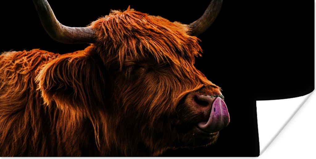 MuchoWow Poster Schottischer Highlander - Zunge - Nase 40x20 cm - Poster für die Wand - Poster Schlafzimmer