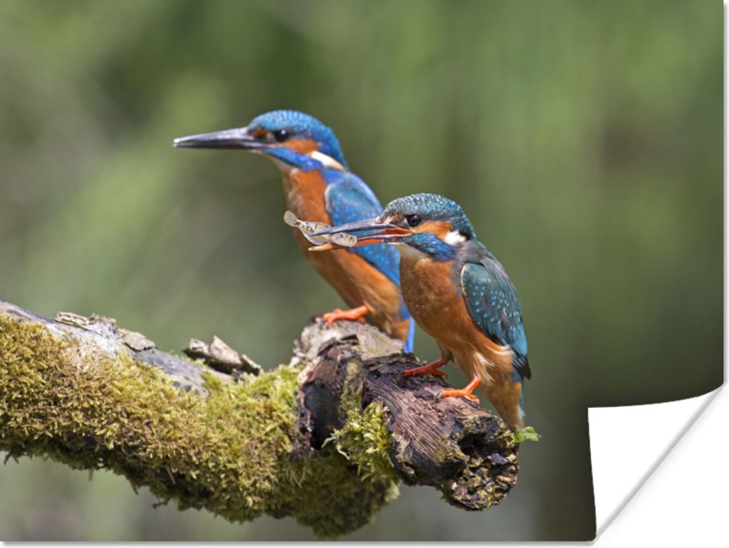 MuchoWow Poster Eisvogel - Fisch - Zweig 120x90 cm - Wandbild