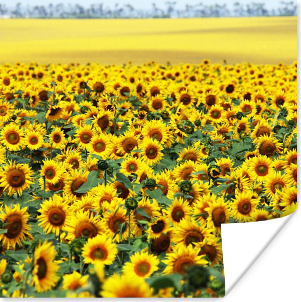 MuchoWow Poster Sonnenblume - Blumen - Natur 100x100 cm - Babyzimmer