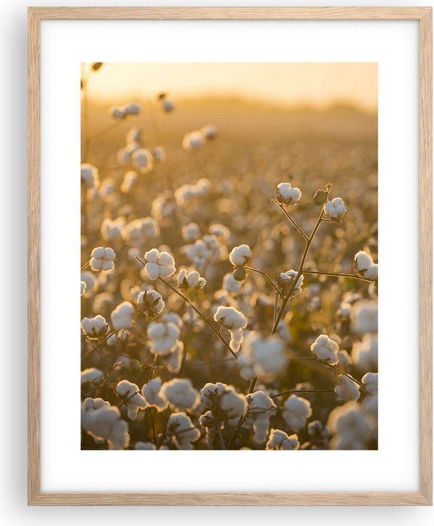 Gerahmtes Poster - Rahmen in heller Eiche - Baumwolle Feld Acker - 40x50 cm - Wand Bild - Wanddeko - Wandbilder - Wandposter - Bilderrahmen - Bilde...