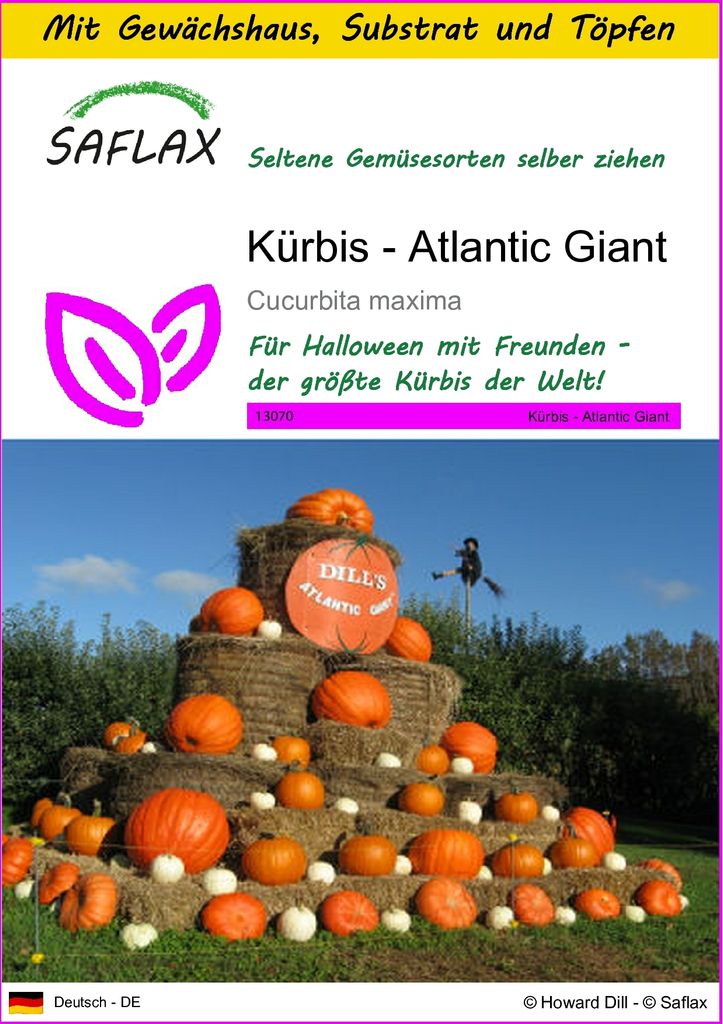 SAFLAX Anzucht Set - Kürbis - Atlantic Giant - Cucurbita maxima - 7 Samen - Mit Mini-Gewächshaus, Anzuchtsubstrat und 2 Töpfen