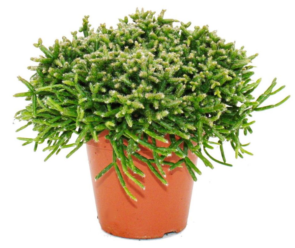 Rhipsalis burchelli - korálový kaktus - v květináči 12 cm - Obrázek produktu 