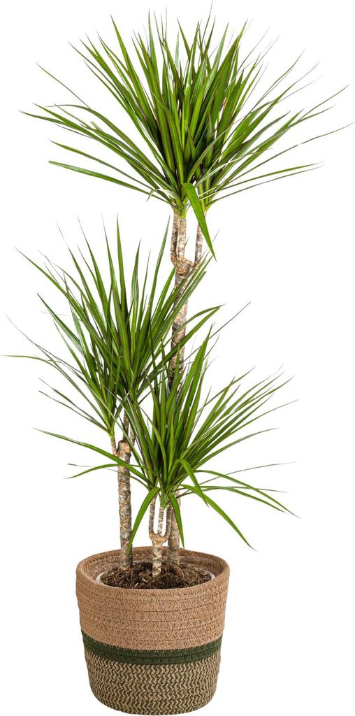 Dracaena Marginata Green mit Korb – Höhe 110–130cm – Ø21cm – Elegante Zimmerpflanze mit schmalen grünen Blättern – Pflegeleicht & luf...
