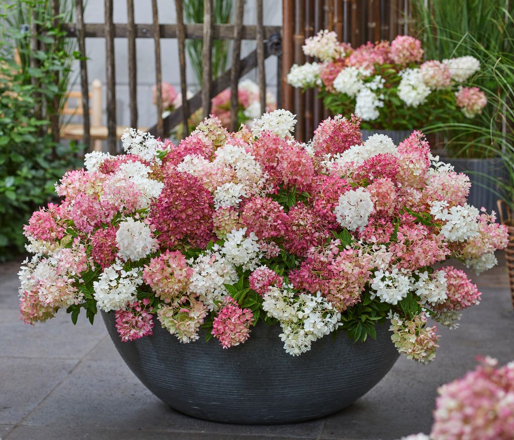 Dehner Bodendecker-Rispenhortensie Groundbreaker® Blush™, Produktbild 