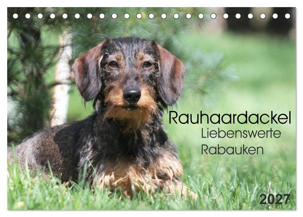 Liebenswerte Rabauken - Rauhaardackel (Tischkalender 2027 DIN A5 quer), CALVENDO Monatskalender
