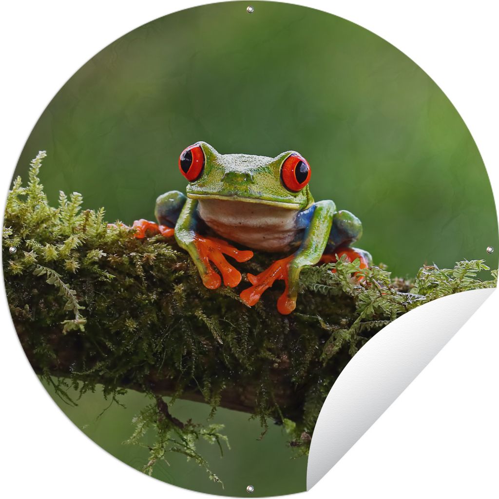 MuchoWow Gartenposter Outdoor-Poster Rund Rotäugiger Quecksilberfrosch auf bewachsenem Ast Ø 150 cm Gartendeko Rundes Poster draußen
