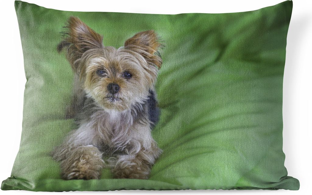 MuchoWow Outdoor Kissen - Ein Yorkshire Terrier liegt auf einem grünen Kissen - 60x40 cm - Wetterfest - Lounge Kissen - Zierkissen - Kissen für...
