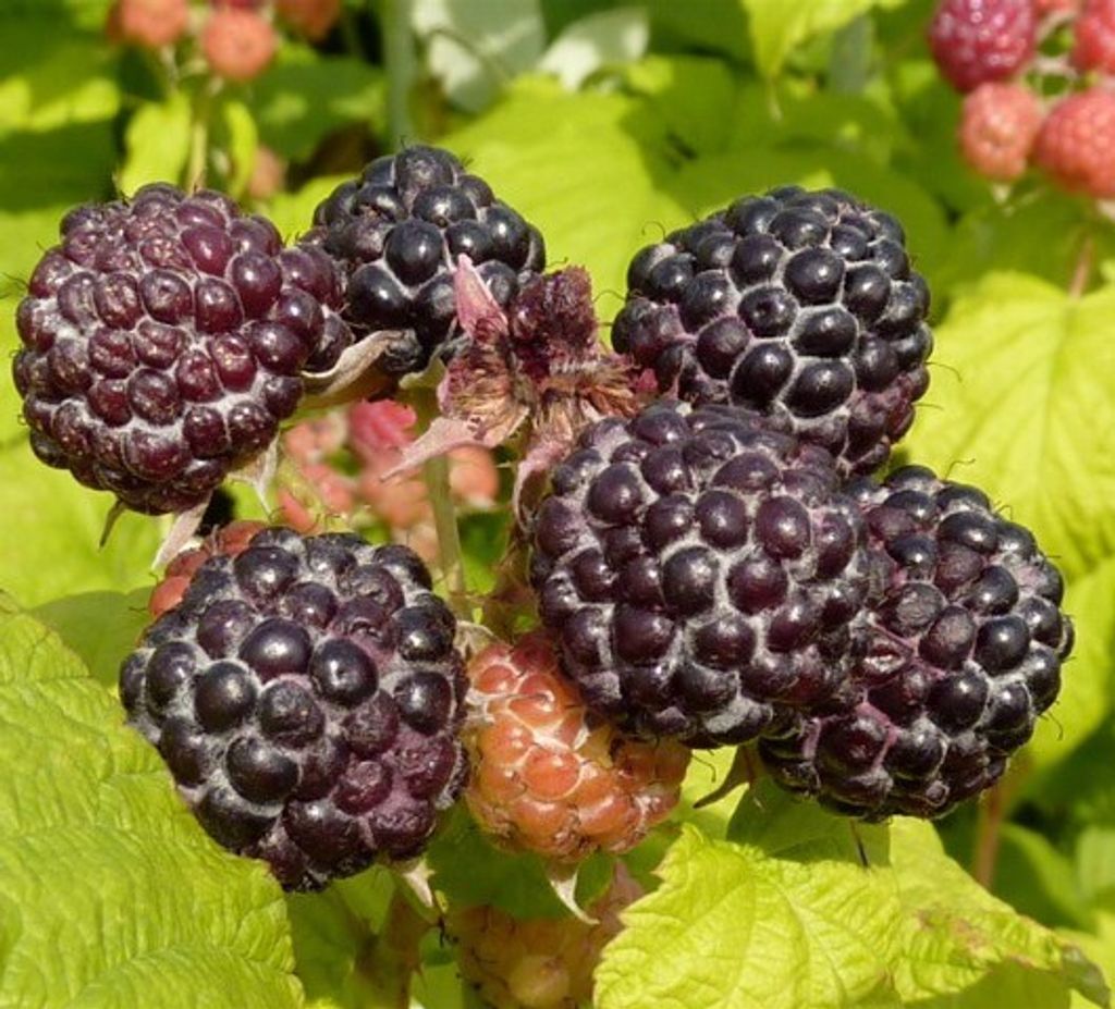 Himbeere `Black Jewel´ - Schwarze Frucht - 40-80cm im 3 Produktbild 