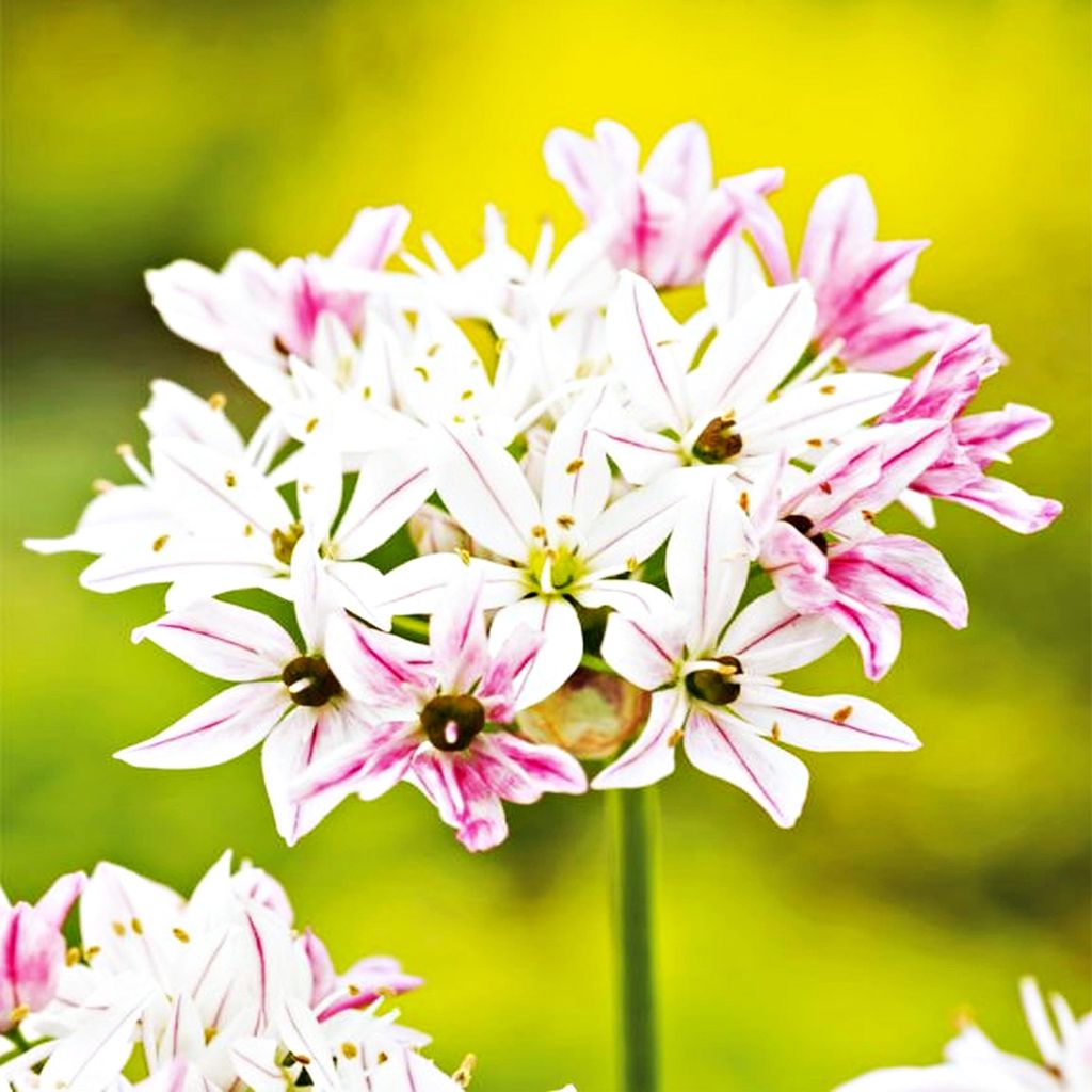 Bulbi da fiore Bulbi di Allium Cameleon 5 pz. Immagine del prodotto 