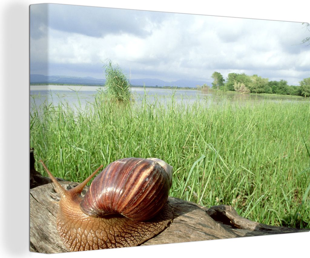 OneMillionCanvasses - Leinwandbilder - 140x90 cm, Große Schnecke sitzt auf einem Stück Holz in der Nähe eines Sees, Wandbilder Kunstdruck Wand...