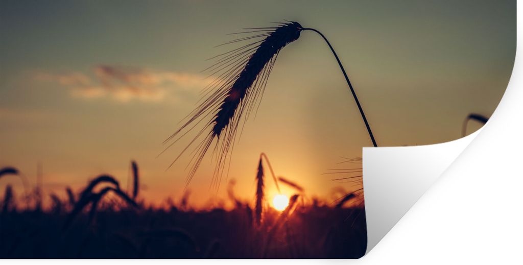 MuchoWow Wandtattoo Wandsticker Wandaufkleber Gras - Herbst - Sonnenuntergang - Jahreszeiten - Landschaft 40x20 cm Selbstklebend und Repositionie...