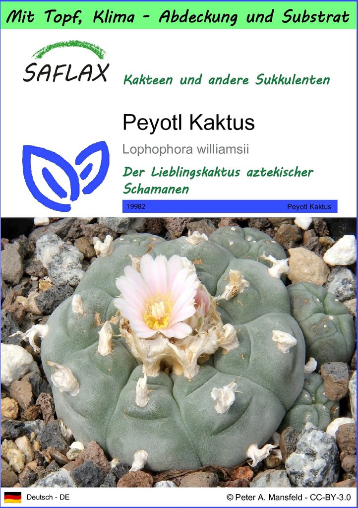 SAFLAX Garden to go - Peyotl Kaktus - Lophophora williamsii Produktbild 