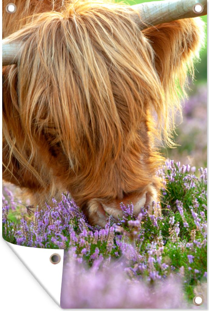 MuchoWow 40x60 cm Outdoor-Poster Gartendeko Sichtschutz Garten Poster für den Garten Schottische Highlander - Gras - Heidekraut - Tiere