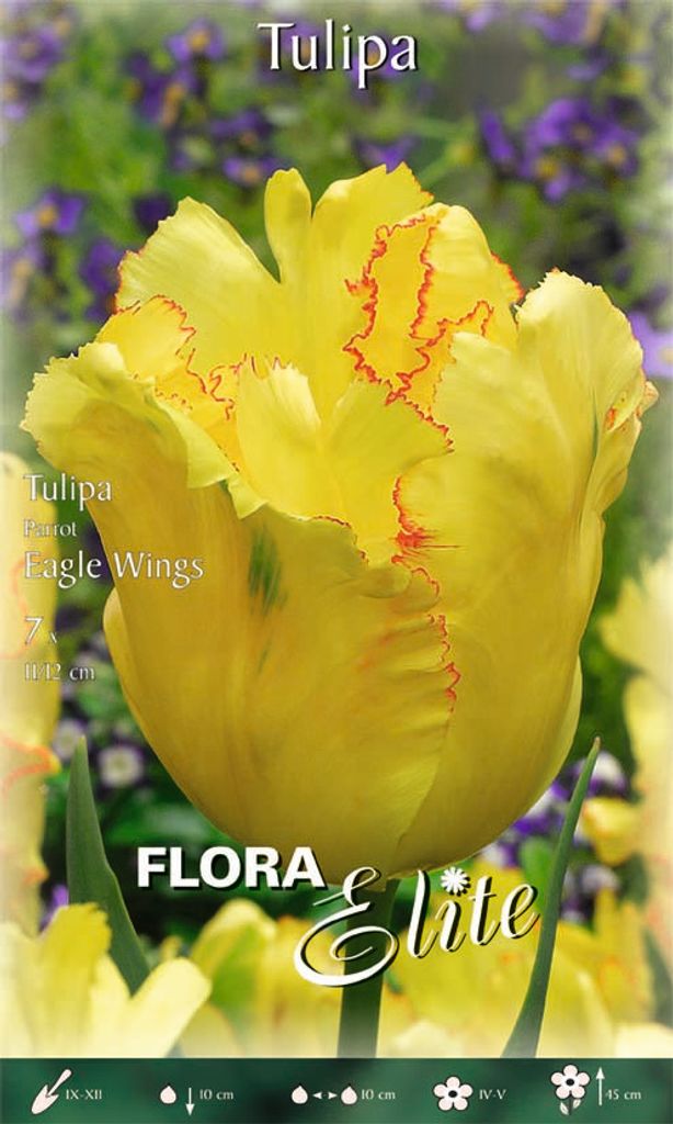 Papageientulpe Eagle Wings (7 Stück) | Tulpenzwiebeln von Flora Elite