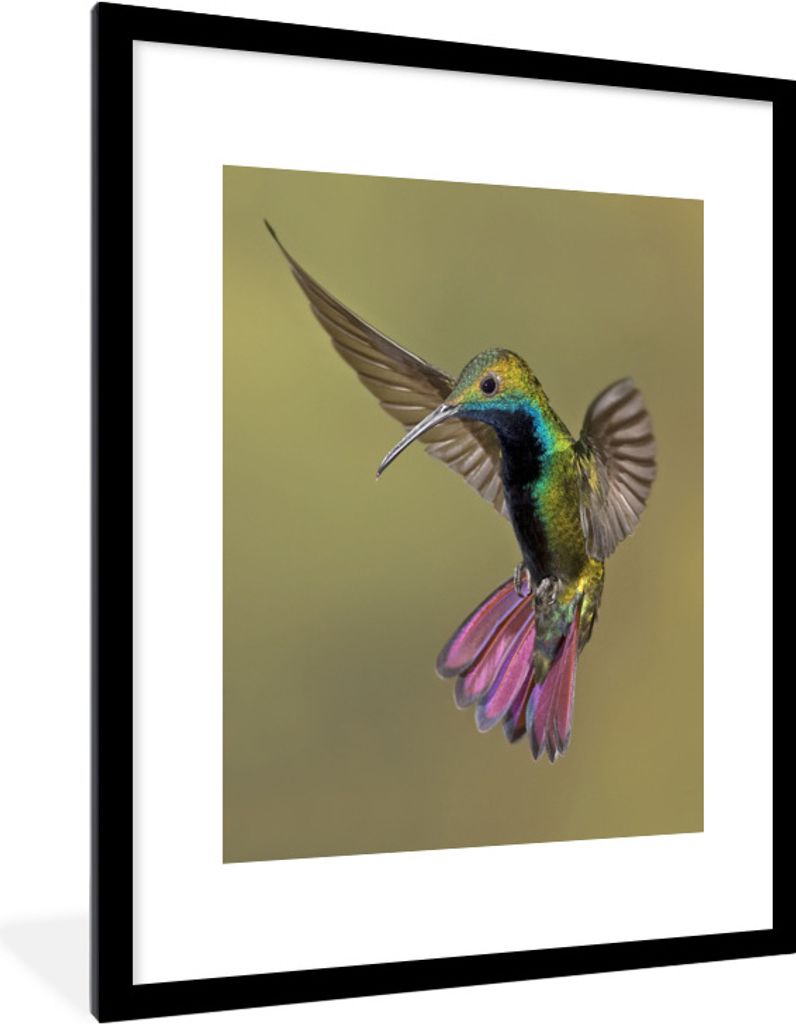 MuchoWow Gerahmtes Poster Vögel - Kolibri - Rosa - Blau 60x80 cm - Poster mit Schwarzem Bilderrahmen Wandposter Rahmen Foto Bilder - Wohnzimmer ...