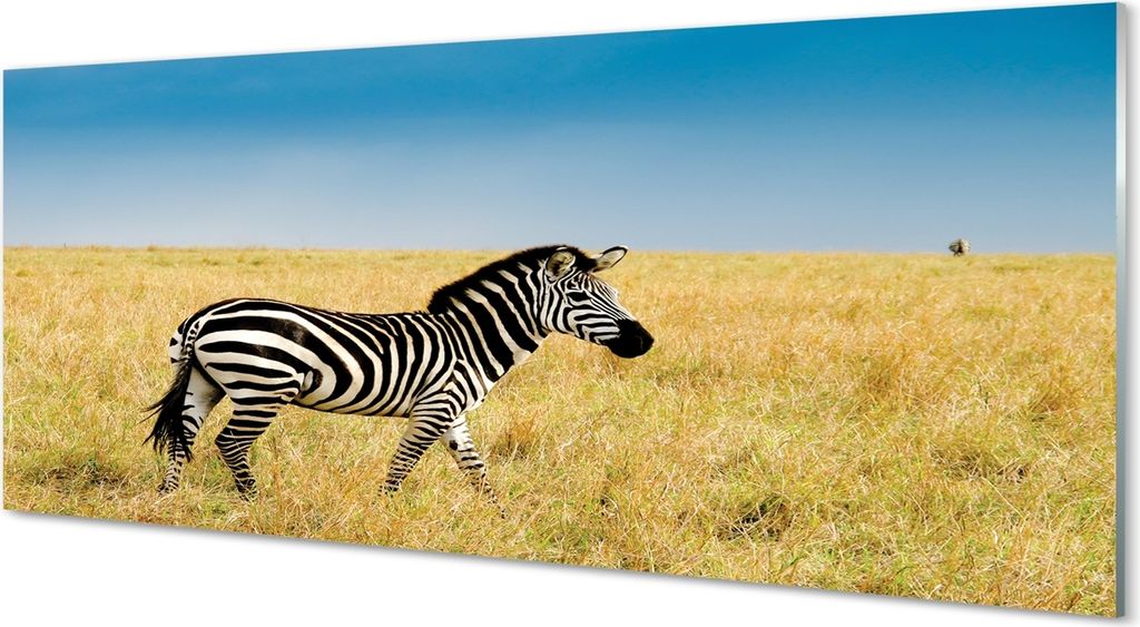 Glasbilder 125x50 Wandkunst Zebra-Box