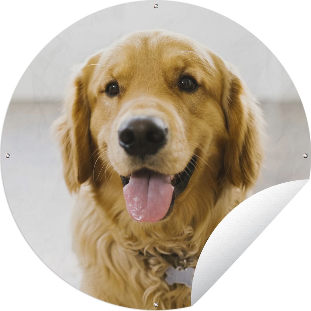 MuchoWow Gartenposter Outdoor-Poster Rund Porträt eines superschönen Golden Retrievers Ø 90 cm Gartendeko Rundes Poster draußen