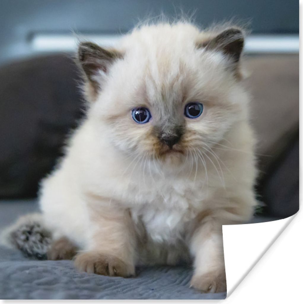 MuchoWow Poster Kätzchen - Katze - Tier 75x75 cm - Wand Dekoration