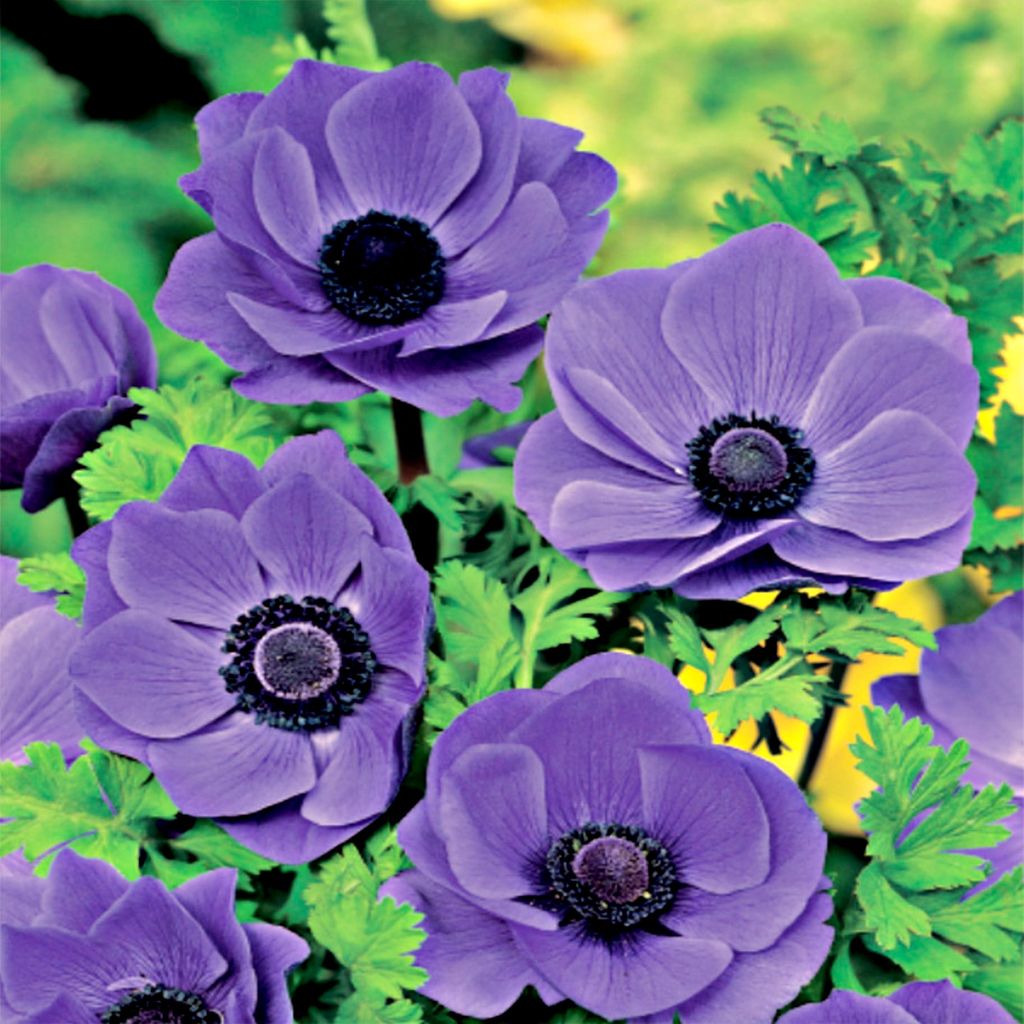 Zwiebel Blumenzwiebel Staude winterhart Windröschen Anemone Produktbild 