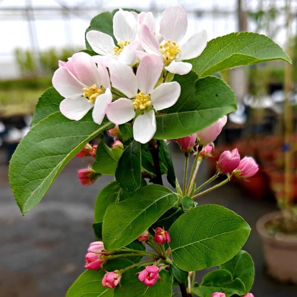 Malus ‘Red Sentinel’, roter Zierapfel, kreuzbefruchtend, Höhe ca. 60–70 cm – 2-Liter-Topf