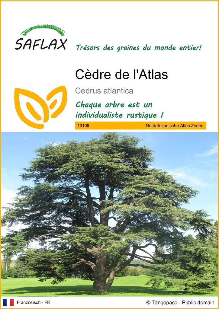 SAFLAX  - Cèdre de l'Atlas - 20 graines - Cedrus Image du produit 