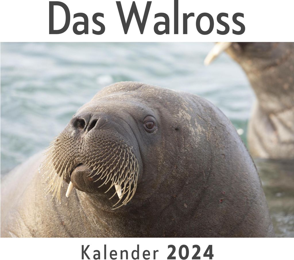 Das Walross (Wandkalender 2024, Kalender DIN A4 quer, Monatskalender im Querformat mit Kalendarium, Das perfekte Geschenk)