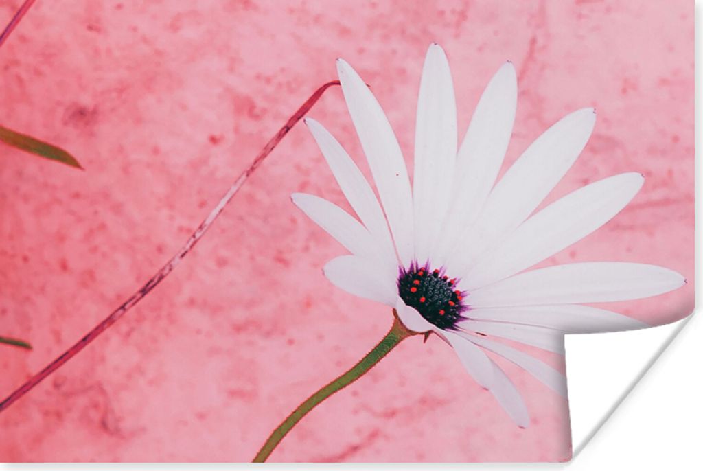 MuchoWow Poster Blumen - Rosa - Vintage 60x40 cm - Schlafzimmerdekoration