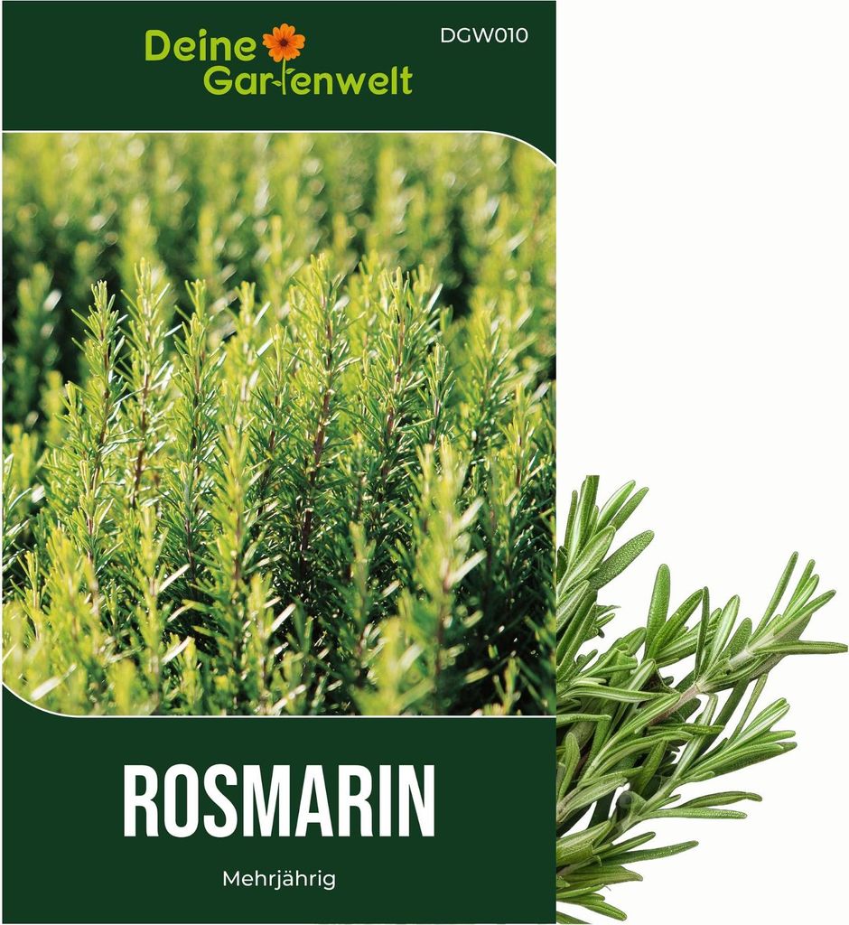 Rosmarin Mehrjährig Samen - Rosmarinus officinalis - Produktbild 