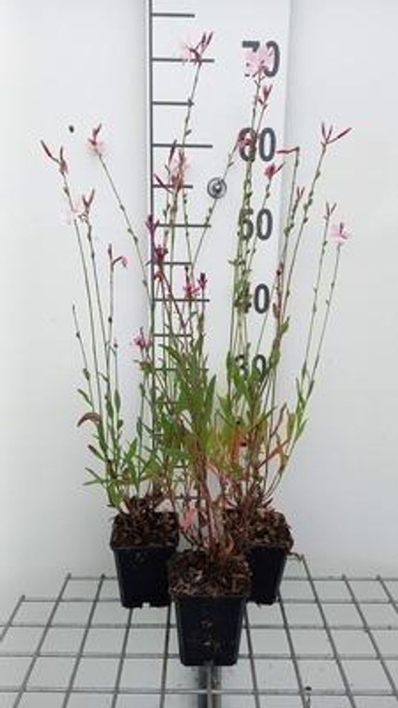 6 x Gaura lindh. 'Flamingo Pink' ( oenothera lindh.) - Gaura - Topf 9 x 9 cm