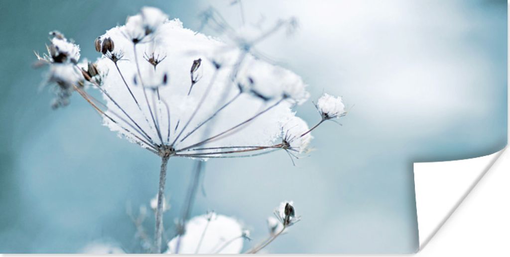 MuchoWow Poster Schnee - Blumen - Winter - Zweige 80x40 cm - Wanddeko