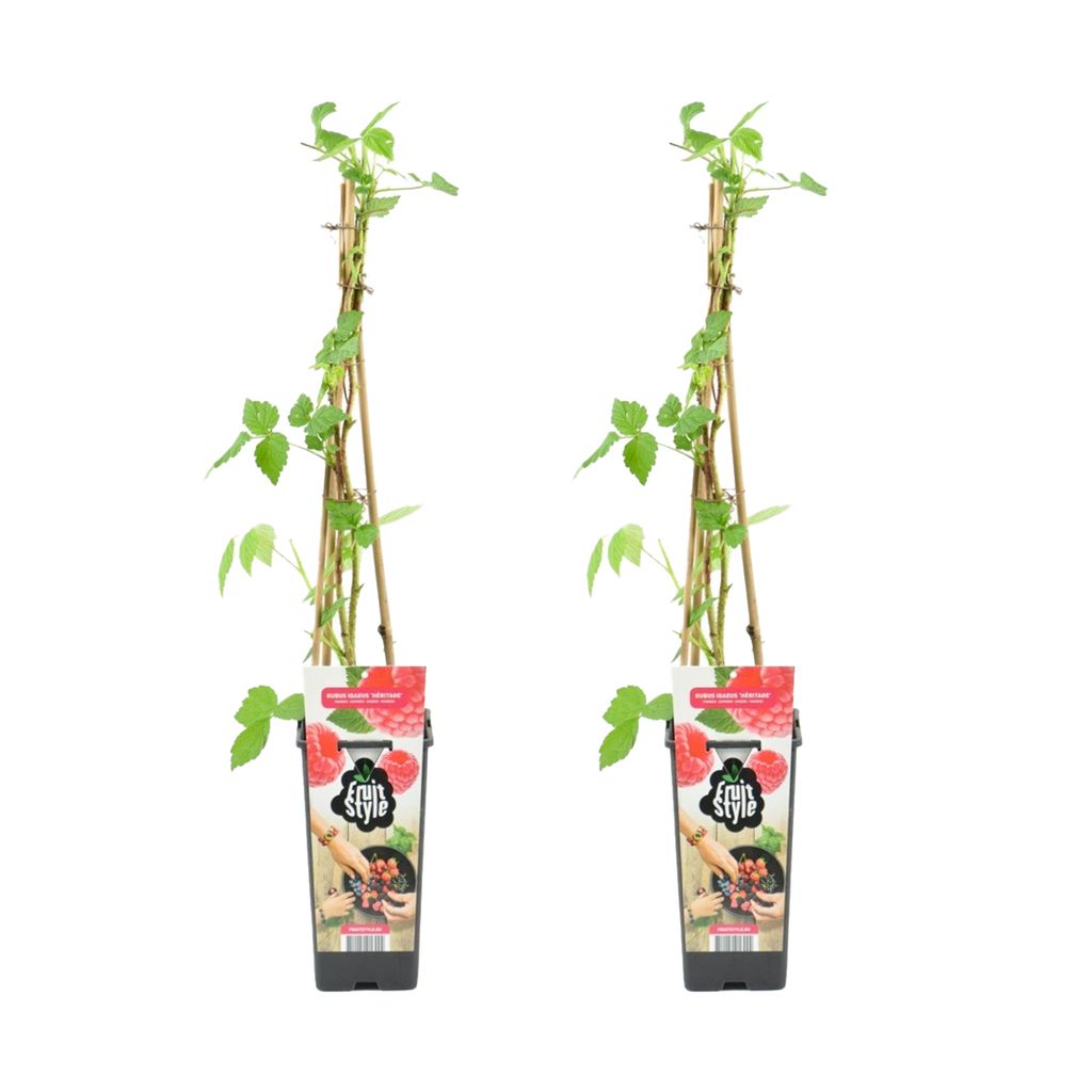 Bloomique - 2x Rubus Idaeus 'Héritage' - Himbeerpflanze - Obstpflanzen - Gartenpflanzen - Winterhart - 14 cm - Höhe 60-70 cm
