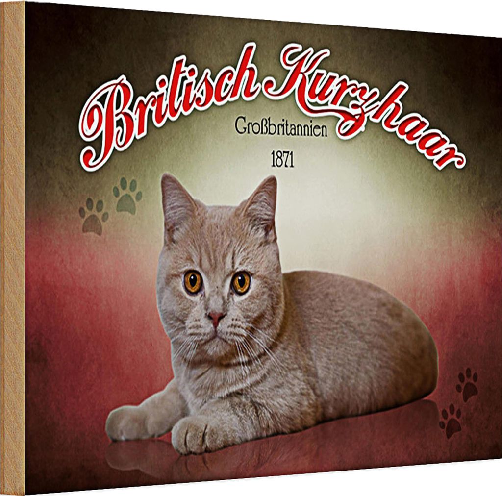 Holzschild Katze 30x20cm British Kurzhaar Großbritanien