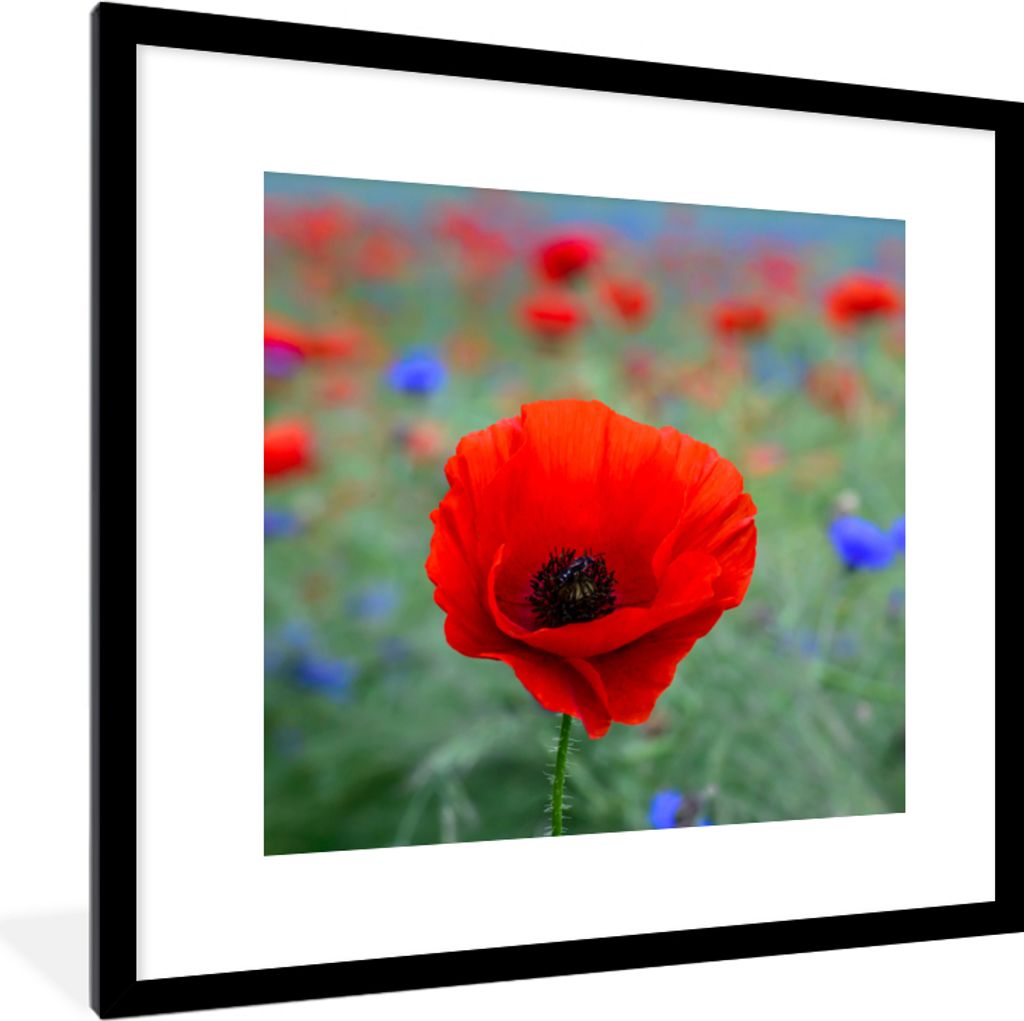 MuchoWow Gerahmtes Poster Lila und rote Mohnblumen auf einer Wiese 40x40 cm - Poster mit Schwarzem Bilderrahmen Wandposter Rahmen Foto Bilder - P...