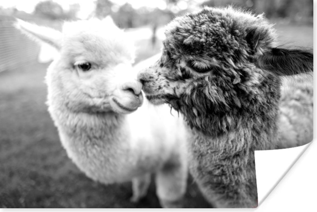 MuchoWow Poster Alpaka Liebe - schwarz und weiß 120x80 cm - Bilder