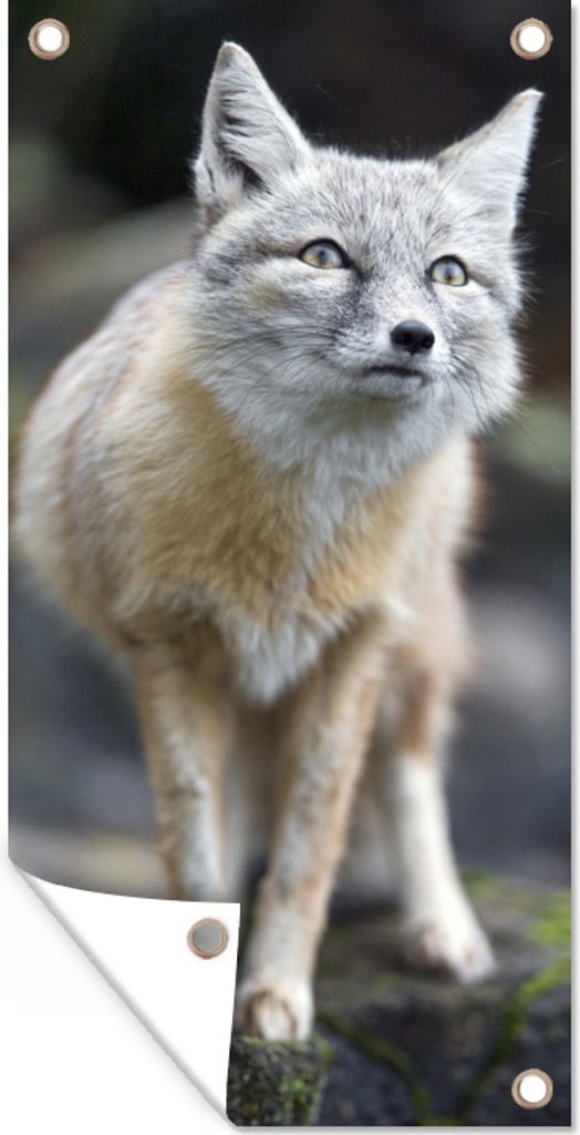 MuchoWow 30x60 cm Outdoor-Poster Gartendeko Sichtschutz Garten Poster für den Garten Fuchs - Makro - Baum