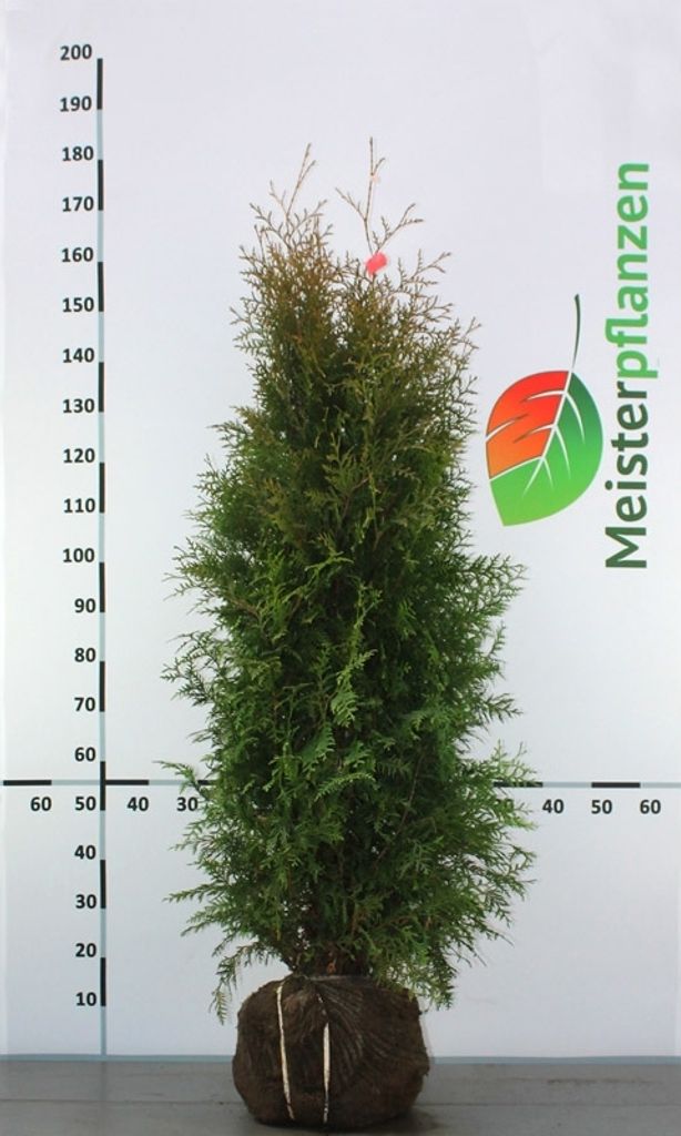 Lebensbaum Thuja Brabant 120-140 cm, 8x Heckenpflanze Produktbild 2