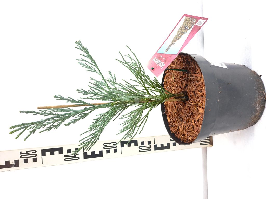 Sequoiadendron giganteum 'Glaucum' 40–70 cm blauer Produktbild 