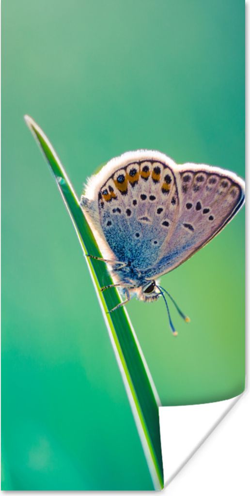 MuchoWow Poster Schmetterling - Gras - Licht 20x40 cm - Plakat - Foto