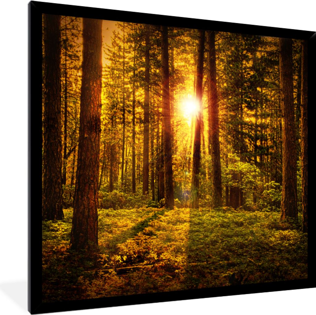 MuchoWow Gerahmtes Poster Wald - Sonne - Bäume - Natur - Sonnenuntergang 40x40 cm - Poster mit Schwarzem Bilderrahmen Wandposter Rahmen Foto Bil...