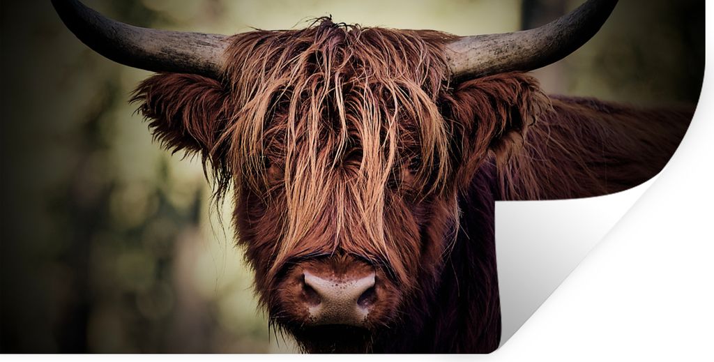 MuchoWow Wandtattoo Wandsticker Wandaufkleber Schottischer Hochländer - Licht - Porträt - Natur 80x40 cm Selbstklebend und Repositionierbar - A...