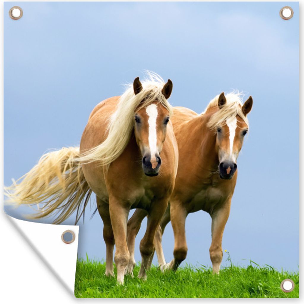 MuchoWow 100x100 cm Outdoor-Poster Gartendeko Sichtschutz Garten Poster für den Garten Pferde - Gras - Luft