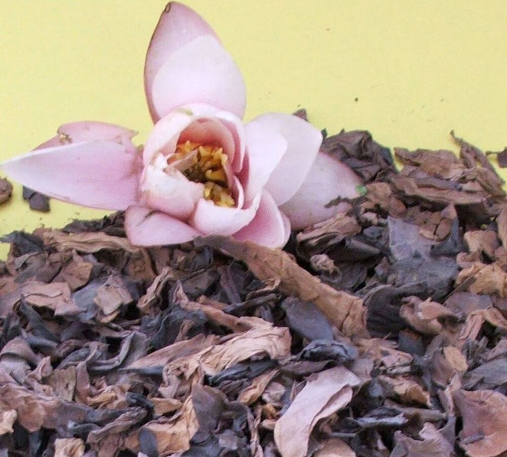 Krauterino24 - Seerosenblüten ganz | Menge: 250g