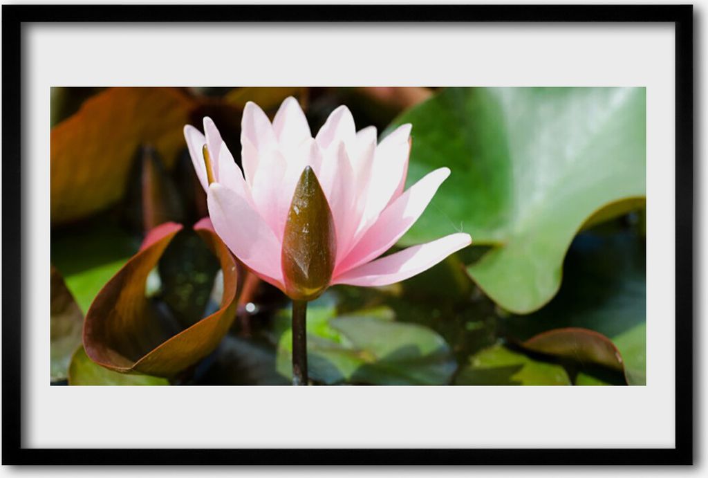 Bild 60x40 MDF-Rahmen Wandkunst Natur Blume Pflanze