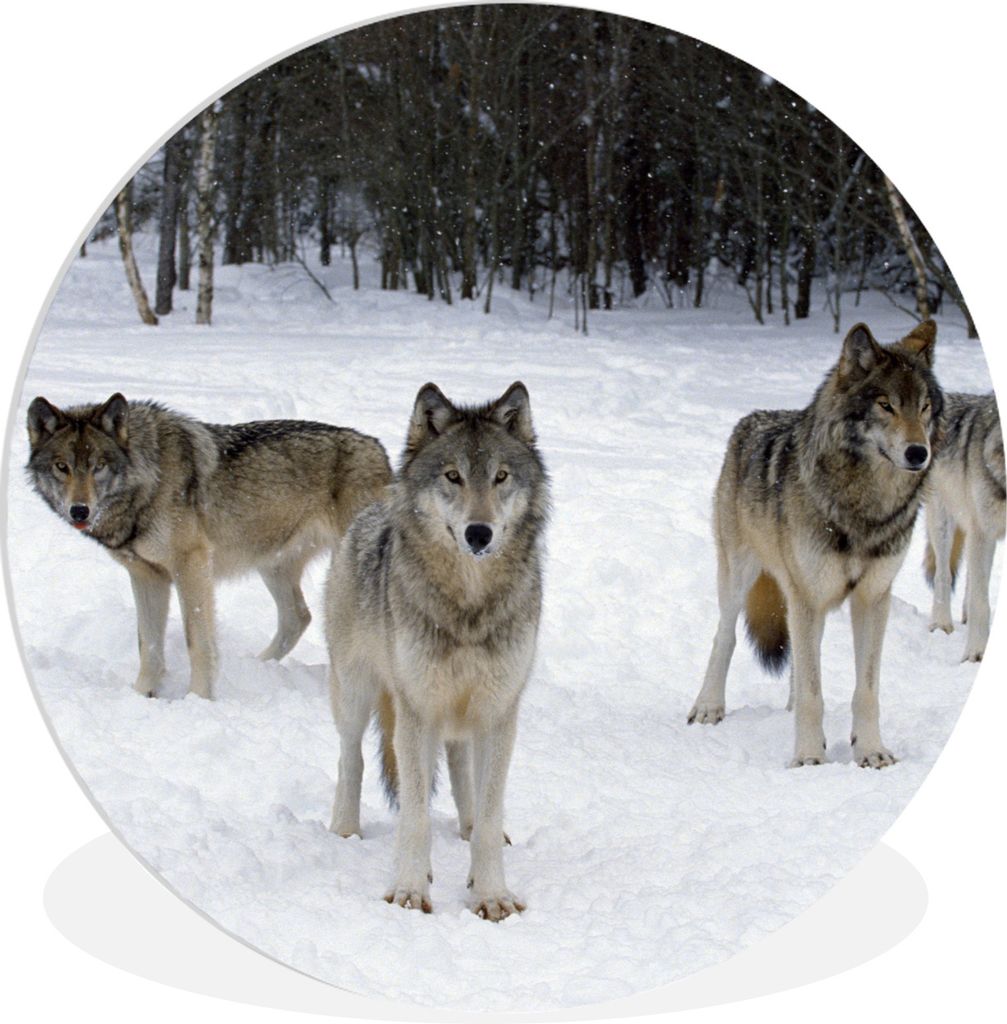 MuchoWow Rundes Wandbild - Runde Bilder Wolf - Schnee - Kanada Ø 30 cm Kreis Wanddekoration Kunststoff - Wandkreis - Wandschmuck - Schlafzimmer ...